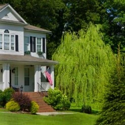 Golden Curls' Corkscrew Willow -Blooming Yard Golden Curls Willow 4