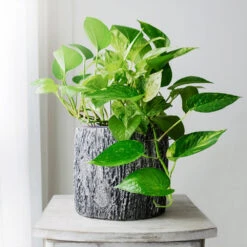 New Apartment House Plant Kit -Blooming Yard Golden Pothos 1 BB c89f9c19 c34c 48a5 8c2a 5055ce6dca15