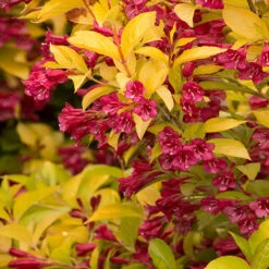 Golden Jackpot® Weigela Shrub -Blooming Yard Golden jackpot Weigela 2