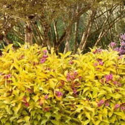 Golden Jackpot® Weigela Shrub -Blooming Yard Golden jackpot Weigela 3