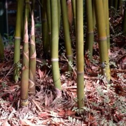 Graceful Bamboo -Blooming Yard Graceful Bamboo 3 FGT