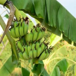 Grand Nain 'Naine' Banana Tree -Blooming Yard Grand Naine Nain Banana 3 FGT