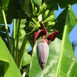 Grand Nain 'Naine' Banana Tree -Blooming Yard Grand Naine Nain Banana 6