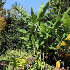 Grand Nain 'Naine' Banana Tree -Blooming Yard Grand Naine Nain Banana 7 FGT