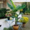 Grand Nain 'Naine' Banana Tree -Blooming Yard Grand Naine Nain Banana FGT 600x600 ae20a73d 5f5d 4cf4 915c cd72fe2f17a0
