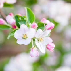 Granny Smith Apple Tree -Blooming Yard Granny Smith Apple 5