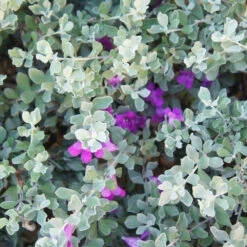 Green Cloud Texas Sage -Blooming Yard Green Cloud Texas Sage 1