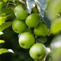 Tangy Green Columnar Apple Tree -Blooming Yard Green Columnar Apple 2