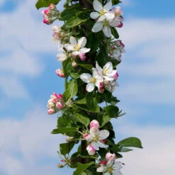 Tangy Green Columnar Apple Tree -Blooming Yard Green Columnar Apple 3 2c673a4e 9106 4f10 9c97 730edd9ddd0f