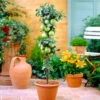 Tangy Green Columnar Apple Tree -Blooming Yard Green Columnar Apple FG 600x600 aa70b0ea f911 4e52 a020 dc872cd7860c