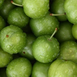 Green Gage Plum -Blooming Yard Green Gage Plum 4