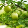 Green Gage Plum -Blooming Yard Green Gage Plum 600x600 f3677a03 8f2c 4aed a91d 6b51be46e619