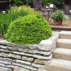 Green Velvet Boxwood Shrub -Blooming Yard Green Velvet Boxwood 4 FGT