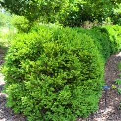 Green Velvet Boxwood Shrub -Blooming Yard Green Velvet Boxwood 7