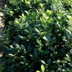 Greenfinity Cherry Laurel 8 Greenfinity Cherry Laurel -Blooming Yard Greenfinity Laurel 2