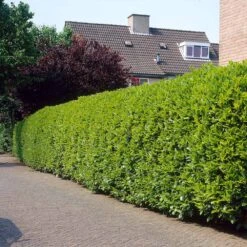 Greenfinity Cherry Laurel 9 Greenfinity Cherry Laurel -Blooming Yard Greenfinity Laurel 3 FGT