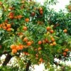 Hamlin Sweet Orange Tree -Blooming Yard Hamlin Orange FGT 600x600 6b2410e4 cdd2 4121 85d6 6a5985009e41