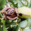 Hardy Pecan -Blooming Yard Hardy pecan FGT 600x600 e00b4782 e4b1 41dd a9a1 1a9a9e073bb8
