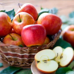 Fuji & Haralson Twisted Apple Tree -Blooming Yard Harelson