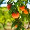 Harvester Peach Tree - USDA Organic -Blooming Yard Harvest Peach Tree FGT 600x600 61008ff3 adc5 4c69 b7f1 6dad7fb410c0