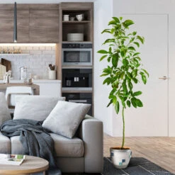 Smoothie Kit -Blooming Yard Hass Avocado 1 FGT