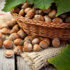 Blooming Yard 24 Hazelnut Pollinator Pack