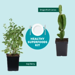 Goji Berry -Blooming Yard Healthy Superfoods Kit Graphic ceafb56f 8262 49e7 9792 ea28ea2e548e