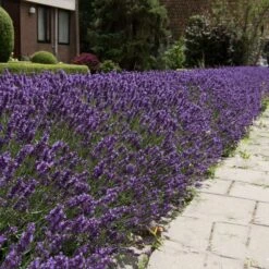 Hidcote Purple Lavender Plant -Blooming Yard Hidcote Lavender 4 FGT