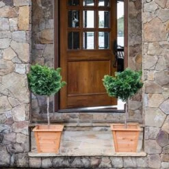 Dwarf Hinoki Cypress Tree -Blooming Yard Hinoki Cypress Standard 2 6bc85b90 3eec 439f 92d1 ae3e8dfe164a