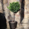 Dwarf Hinoki Cypress Tree -Blooming Yard Hinoki Cypress Standard FGT 600x600 89ae3964 7196 49ed 9f4e 0670e430fcf5