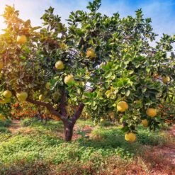 Hirado Pummelo Tree -Blooming Yard Hirado Pummelo 1
