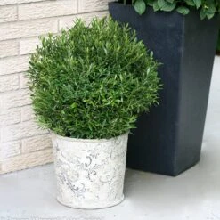Gem Box® Holly Shrub -Blooming Yard Holly Gem Box 2 FGT