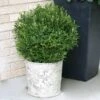 Gem Box® Holly Shrub -Blooming Yard Holly Gem Box FGT 600x600 c7245634 5435 4fd3 8af4 9df9d91e4414