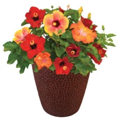 Bloom Bash® Hollywood® Hibiscus -Blooming Yard Hollywood Hibiscu BLoom Bash 1