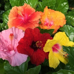 Bloom Bash® Hollywood® Hibiscus -Blooming Yard Hollywood Hibiscu BLoom Bash 2