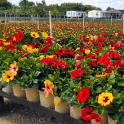 Bloom Bash® Hollywood® Hibiscus -Blooming Yard Hollywood Hibiscu BLoom Bash 4