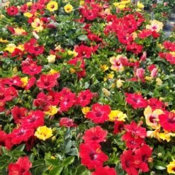 Bloom Bash® Hollywood® Hibiscus -Blooming Yard Hollywood Hibiscu BLoom Bash 5