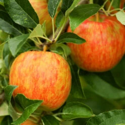 Honeycrisp™ & Sweet Sixteen Twisted Apple Tree -Blooming Yard Honeycrisp Apple 1 FGT efb35668 b4ca 45ab bd02 64faf523a0bc