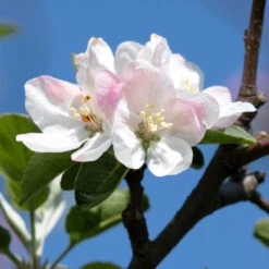 Apple Pollinator Pack -Blooming Yard Honeycrisp Apple 2 BB