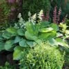 Guacamole Hosta -Blooming Yard Hosta Guacamole FGT 600x600 2d879106 4139 4678 b3a5 eb00d7f6192a