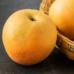 Hosui Asian Pear Tree -Blooming Yard Hosui Pear 2