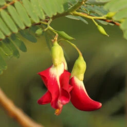 Red Hummingbird Tree (Sesbania Grandiflora) -Blooming Yard Hummingbird Tree 5 FGT