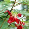 Red Hummingbird Tree (Sesbania Grandiflora) -Blooming Yard Hummingbird Tree FGT 600x6007 b68c261a 4975 472f 9834 447c6834b8ef