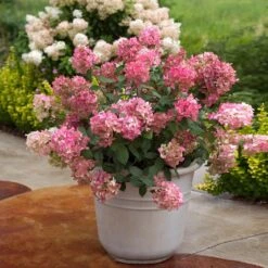 Fire Light® Hydrangea Shrub -Blooming Yard Hydrangea FIrelight 6