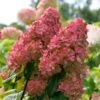 Fire Light® Hydrangea Shrub -Blooming Yard Hydrangea FIrelight FGT 600x600 fee6326c d7e3 40ef 9e05 bc9d50177a56