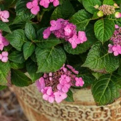 Endless Summer® Pop Star® Bigleaf Hydrangea -Blooming Yard Hydrangea Pop Star 1