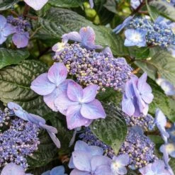 Endless Summer® Pop Star® Bigleaf Hydrangea -Blooming Yard Hydrangea Pop Star 2