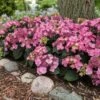 Endless Summer® Pop Star® Bigleaf Hydrangea -Blooming Yard Hydrangea Pop Star FGT 600x600 0c83e550 fcaf 4086 b2ff 076f1346bce2