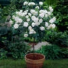 Iceberg Rose Tree -Blooming Yard Iceberg Roses 600x600 e75374dc 3f81 4fe6 acda e6186e7eadfc