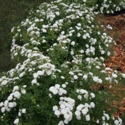 Icy Drift® Rose -Blooming Yard Icy Drift Rose 1 FGT